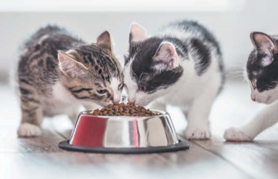 Борьба за корм между кошками