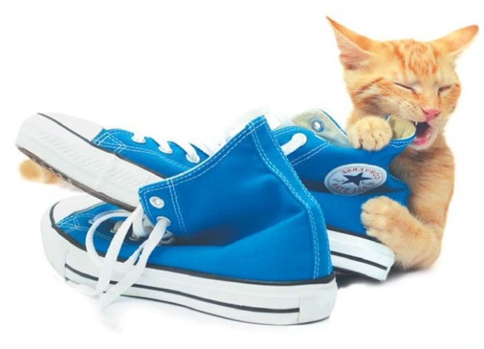 кошка грызет обувь