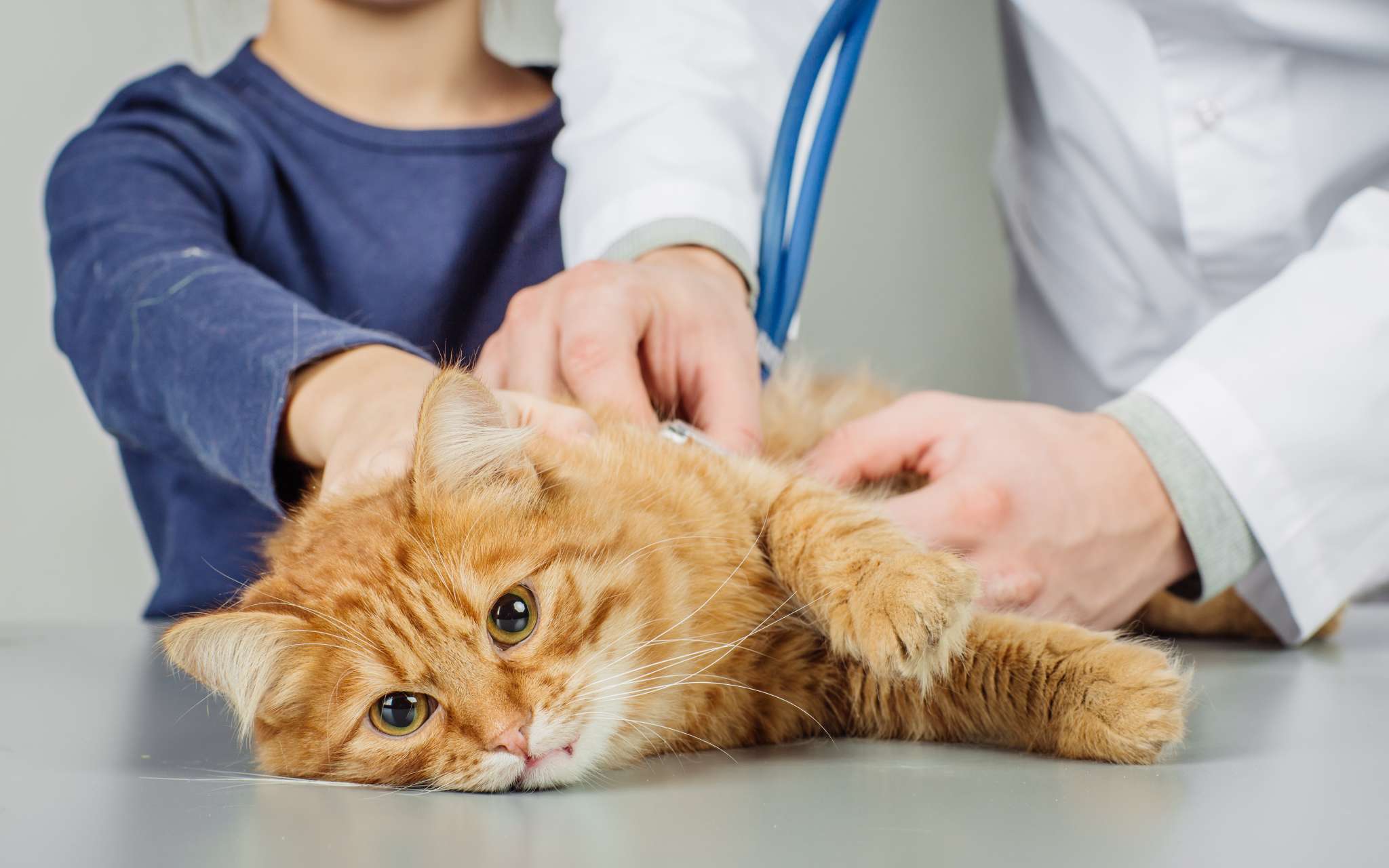 Клиника для котов. Ветеринар с кошкой. Рыжий кот в ветеринарке. Кот в ветеринарной клинике.