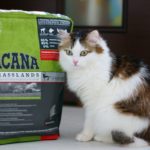 Витамины и минералы для кошки