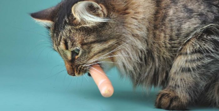 кошка ест колбасу