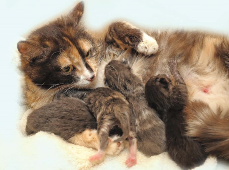 Сколько раз кошка кормит котят. Новорожденные котята. Новорождённые котята сироты. Кошка кормит котят.