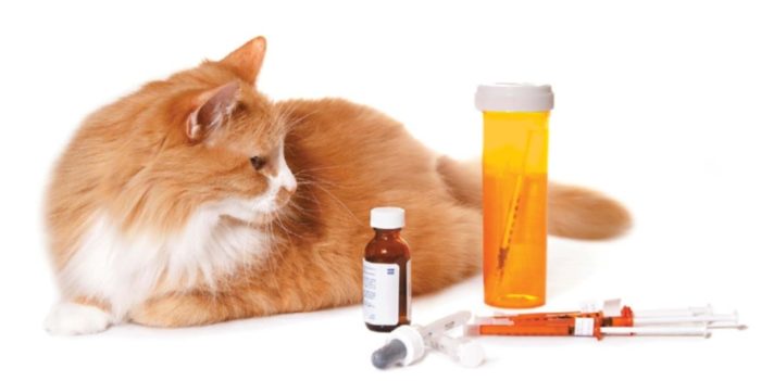 кошка и лекарства