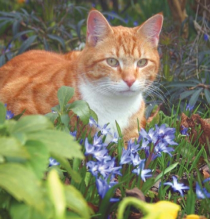кошка и цветы