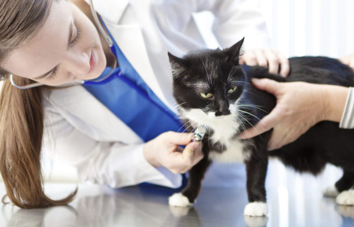 Основные лечебные процедуры для кошки