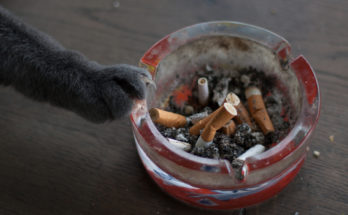 Коты – пассивные курильщики