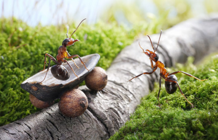 умные муравьи
