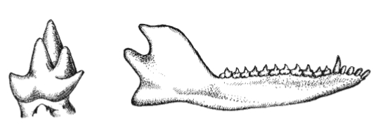 Зубы трехбугорчатых (юра)
