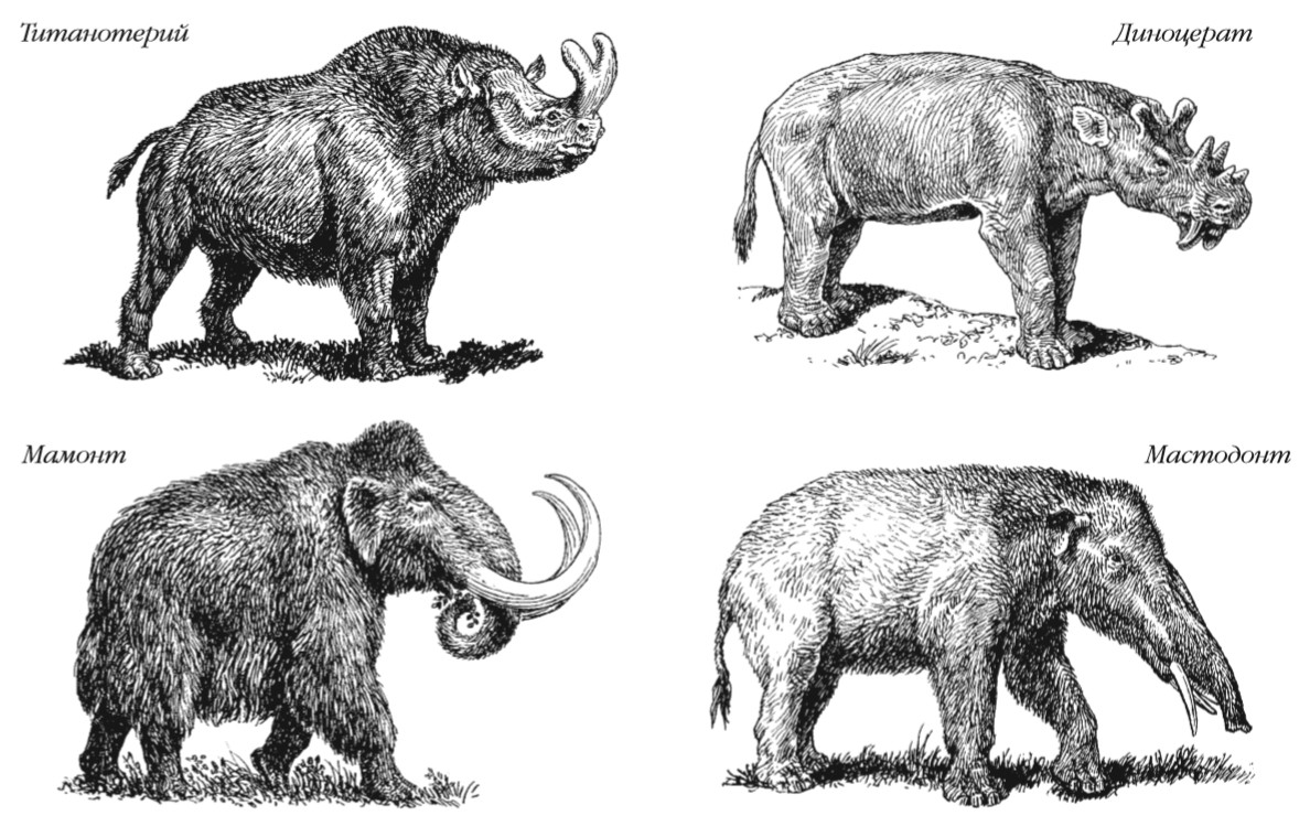 Рисунок кожи млекопитающих