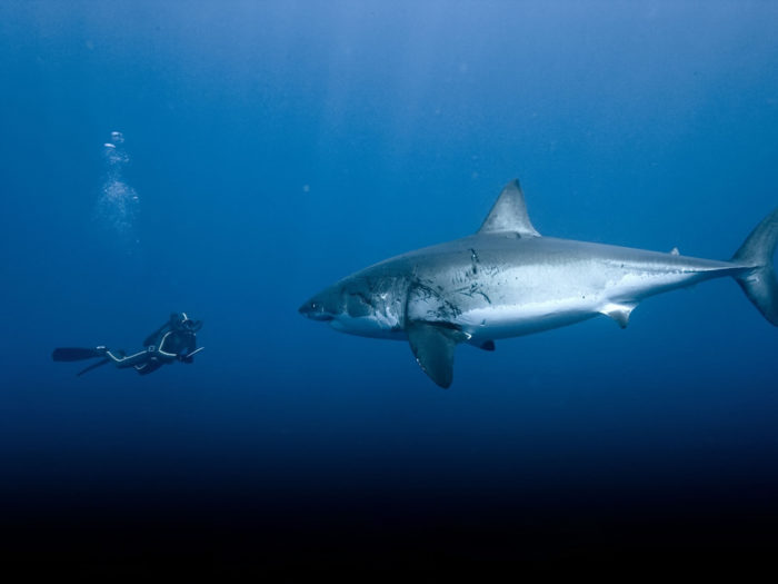 акула и человек