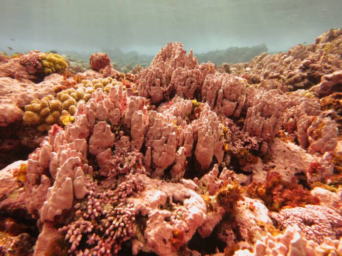 невероятные формы жизни, найденные на глубине Тихого океана
