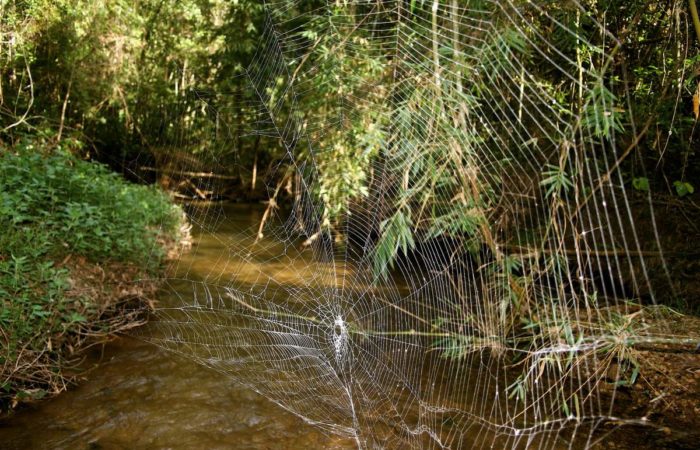 паутина паука Дарвина