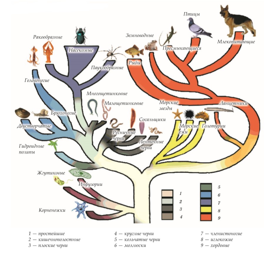 Появления групп животных на земле. Схема эволюционного развития животного. Систематика животных в эволюции. Филогенетическое Древо хордовых животных.
