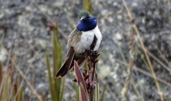 Oreotrochilus cyanolaemus
