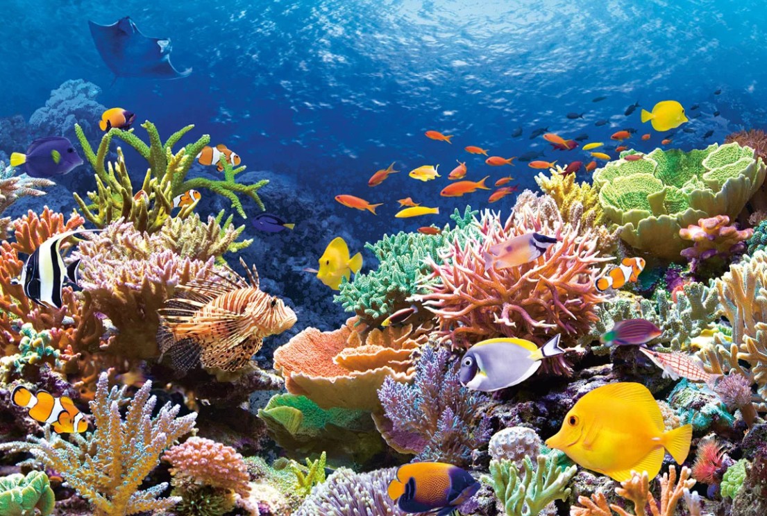 Растительный мир Тихого океана