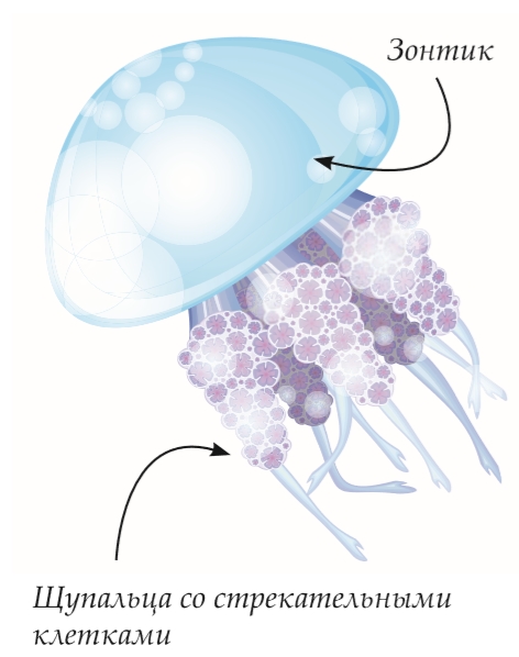 Медуза в движении