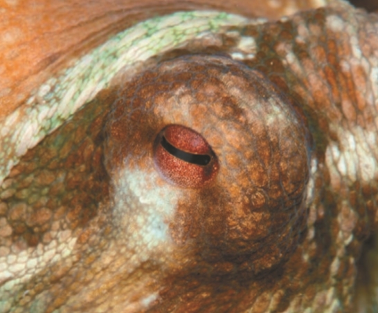 Глаза осьминога