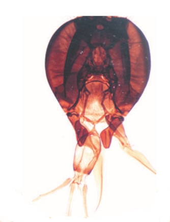 Рентгенограмма головы пчелы