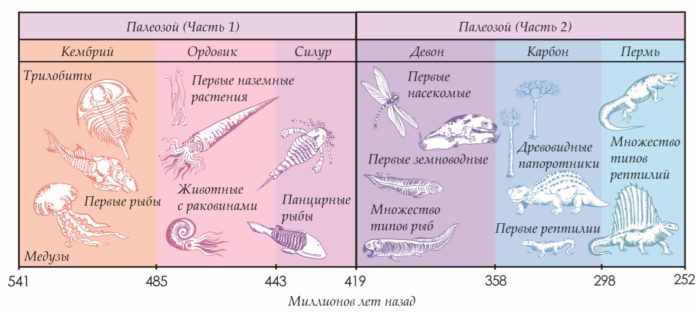 Геохронологическая шкала эволюции живых организмов