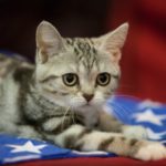 Американская короткошерстная кошка
