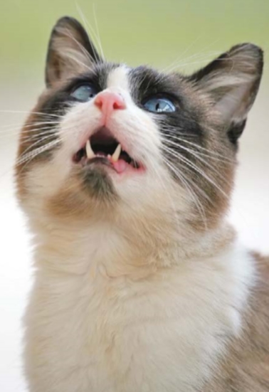 кошка дышит с открытым ртом