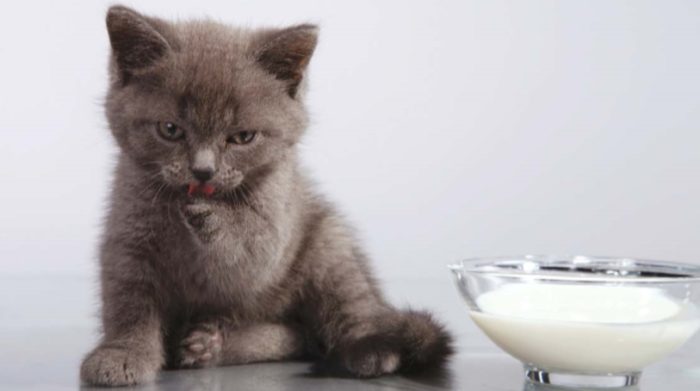 кошка ест молоко