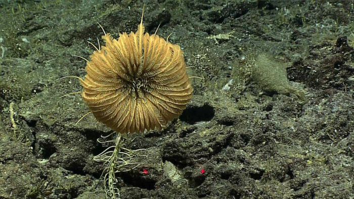 невероятные формы жизни, найденные на глубине Тихого океана