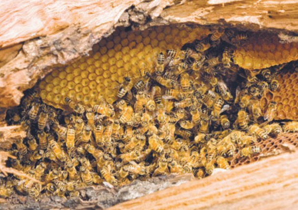 Гнездо диких пчел