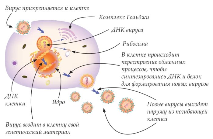 Жизненный цикл вируса