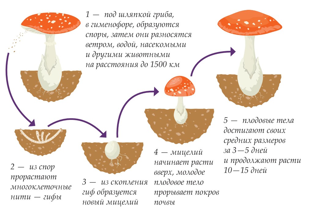 Грибы споры в организме. Цикл развития шляпочного гриба. Жизненный цикл шляпочного гриба схема. Размножение шляпочного гриба схема. Жизненный цикл шляпочного гриба.