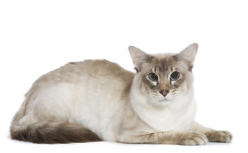 Балийская (балинез) кошка