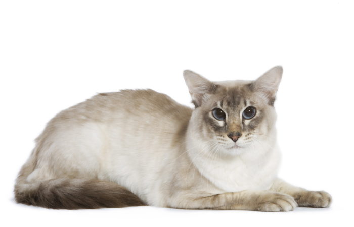 Балийская (балинез) кошка