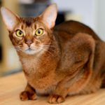Абиссинская кошка