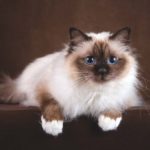 Бирманская кошка (священная бирма)