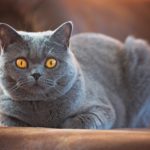Британская короткошерстная кошка
