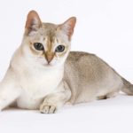 Сингапурская кошка (Сингапура)