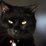 Бомбейская кошка