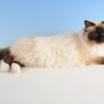 Гималайская кошка