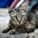 Европейская короткошерстная кошка