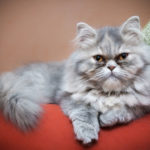 Персидская кошка