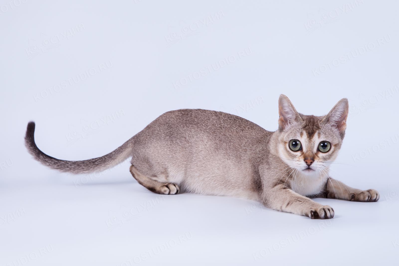 Порода кошек сингапура цена