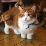 Манчкин