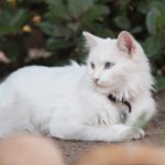 Турецкая ангора
