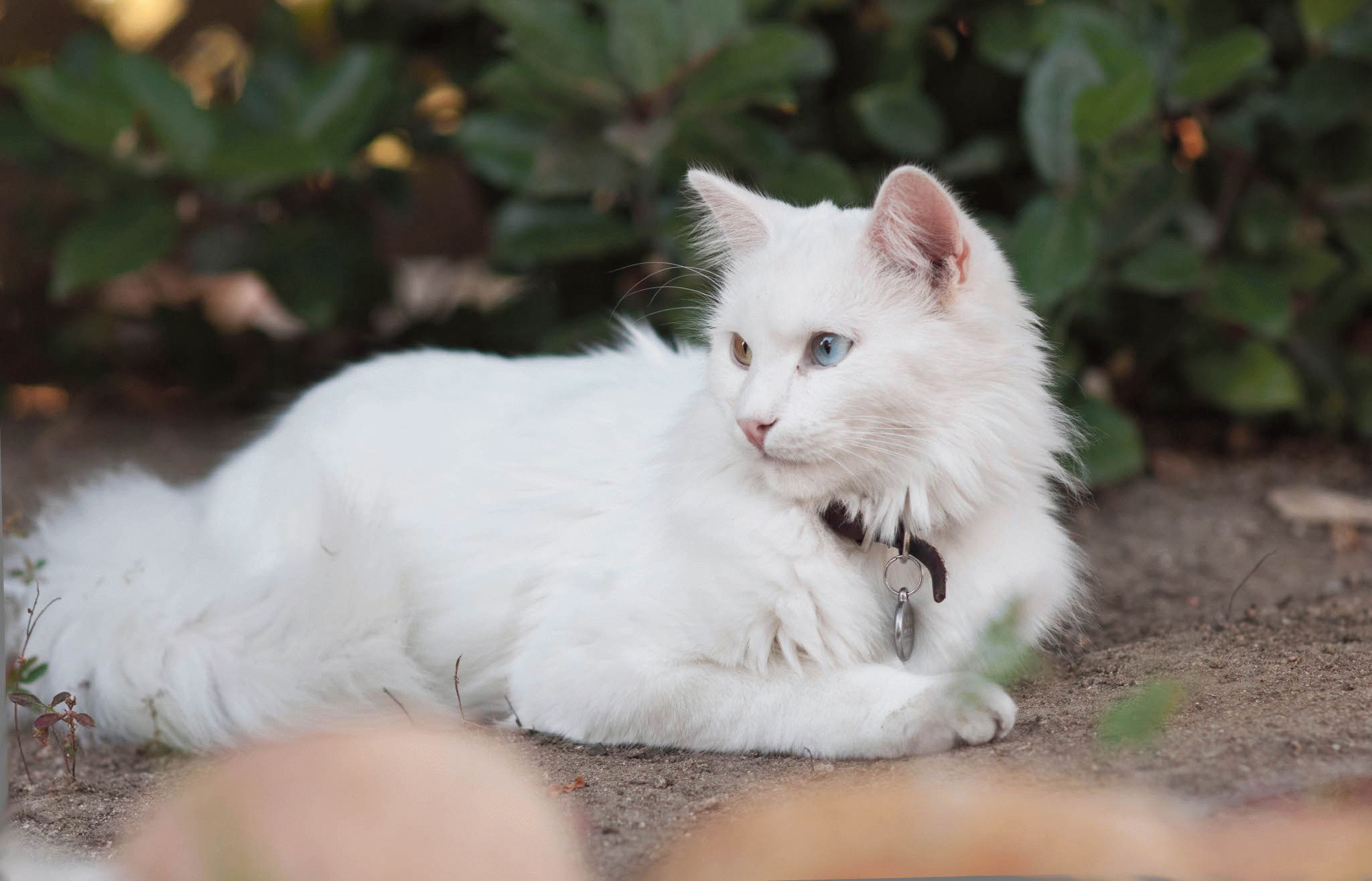 Кошки турецкая ангора фото описание породы