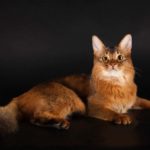 Сомалийская кошка (сомали)