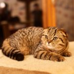 Шотландская вислоухая кошка (скоттиш-фолд)