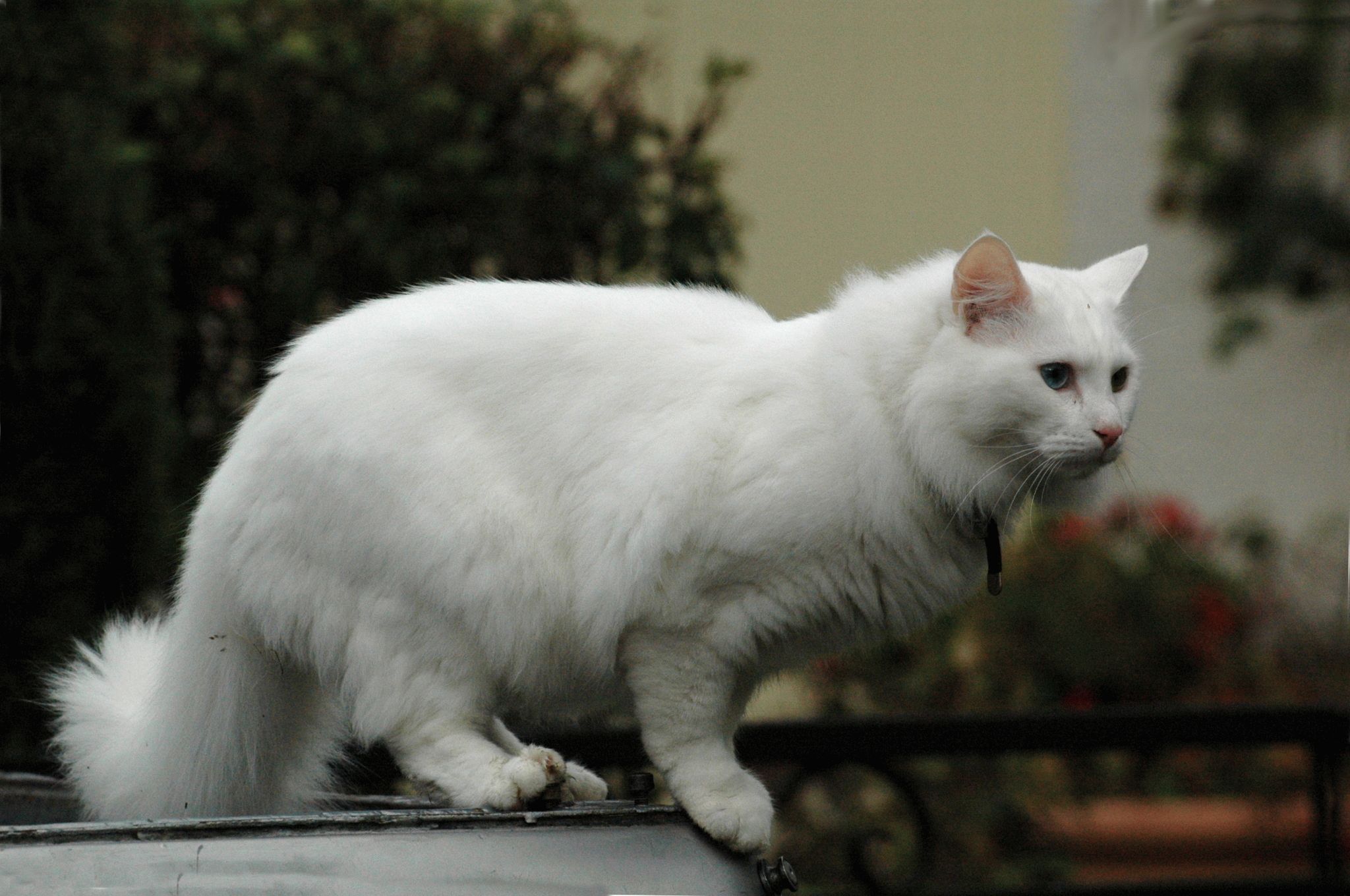 Какая порода белых котов. Турецкая ангорская кошка. Турецкая ангорская белая кошка. Белый ангорский кот. Порода кошек ангорская турецкая.