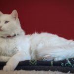 Турецкий ван
