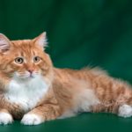 Курильский бобтейл