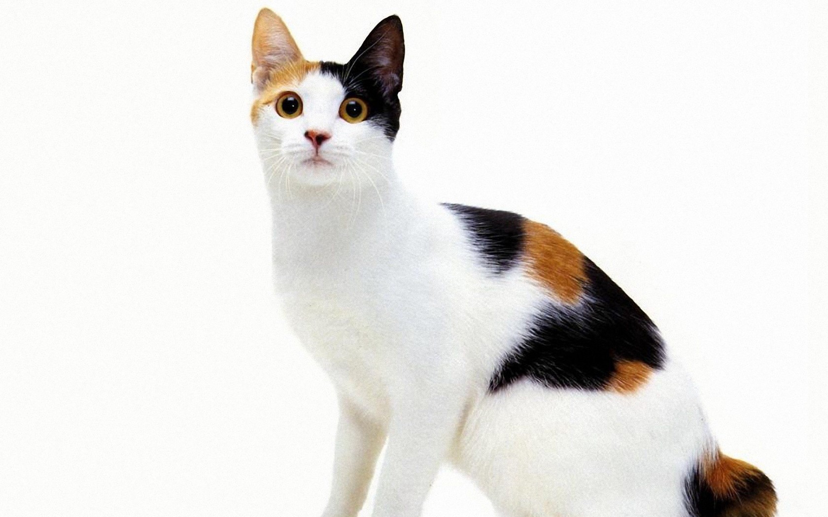 Рассмотрите фотографию кошки породы японский бобтейл